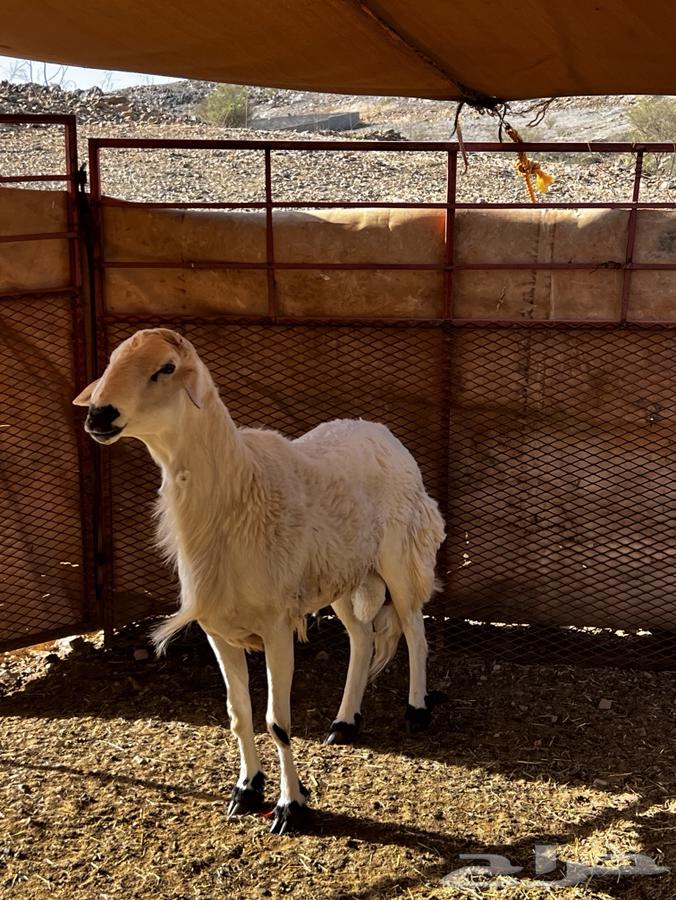 Tali64426564153475110