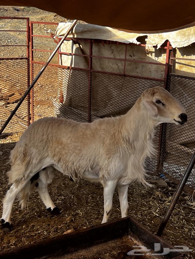 Tali64426564153475111