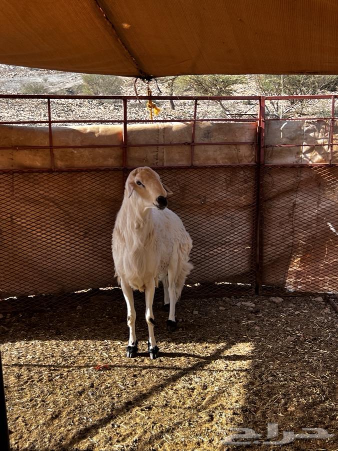 Tali64426564153475113