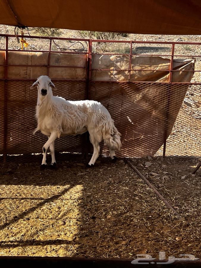 Tali64426564153475112