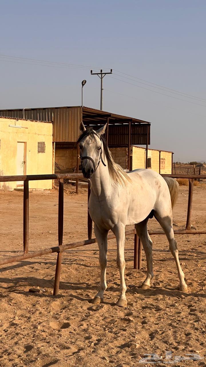 خيل واهو اوراق معسوف64432782168323111