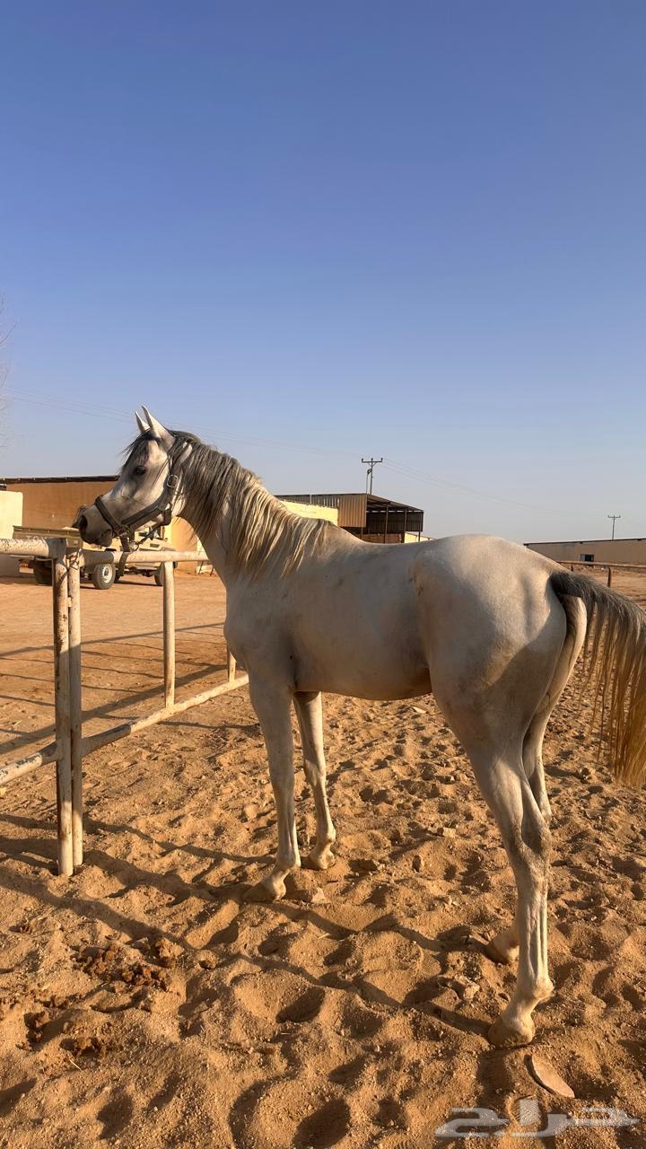 خيل واهو اوراق معسوف64432782168323112