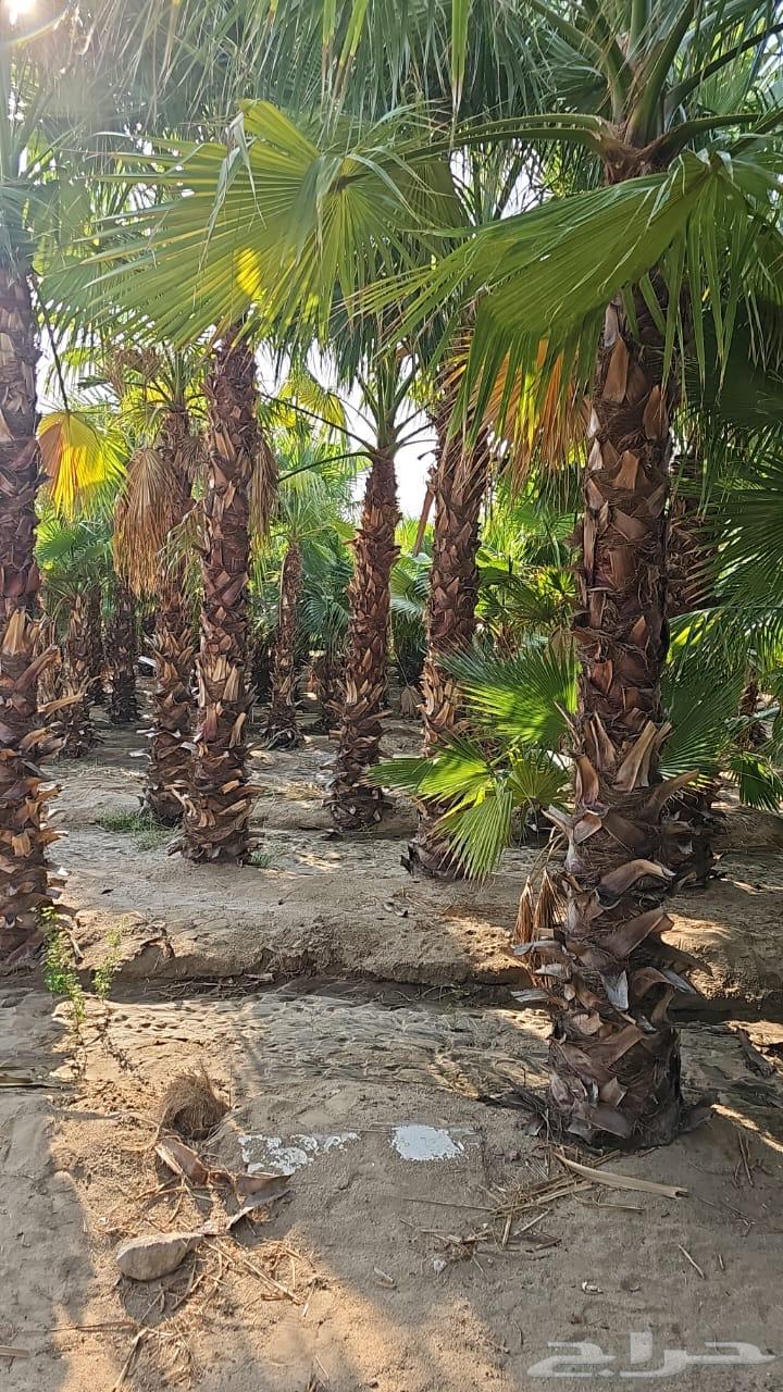 للتوصيل نجيله خضراء64430097702019110