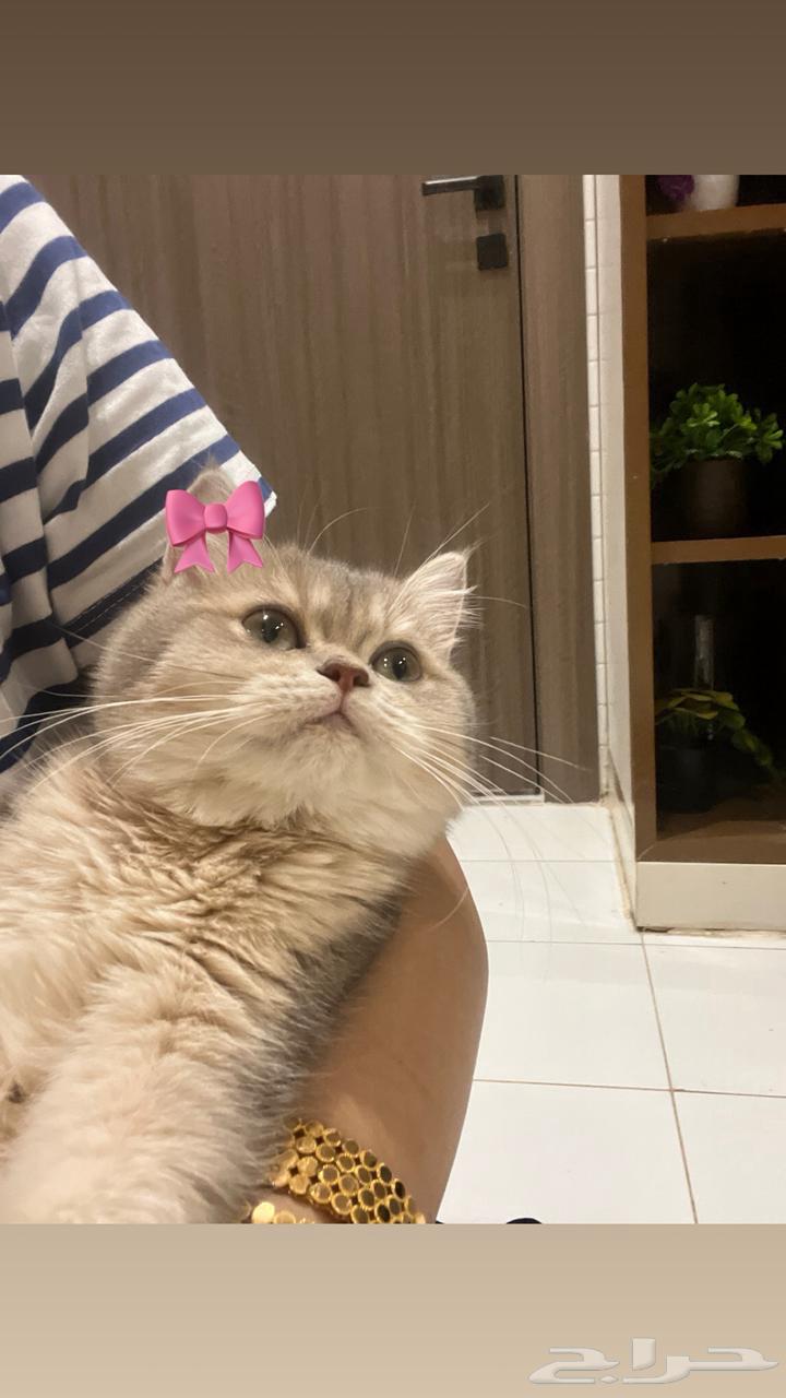 قطط سكوتش للبيع64426147649667112