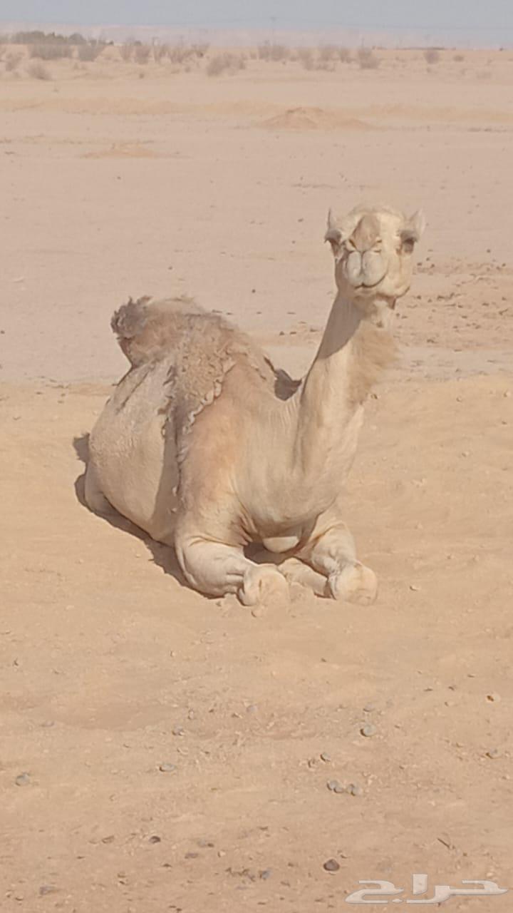 Pregnant she-camel, one month left until delivery64431345370883110