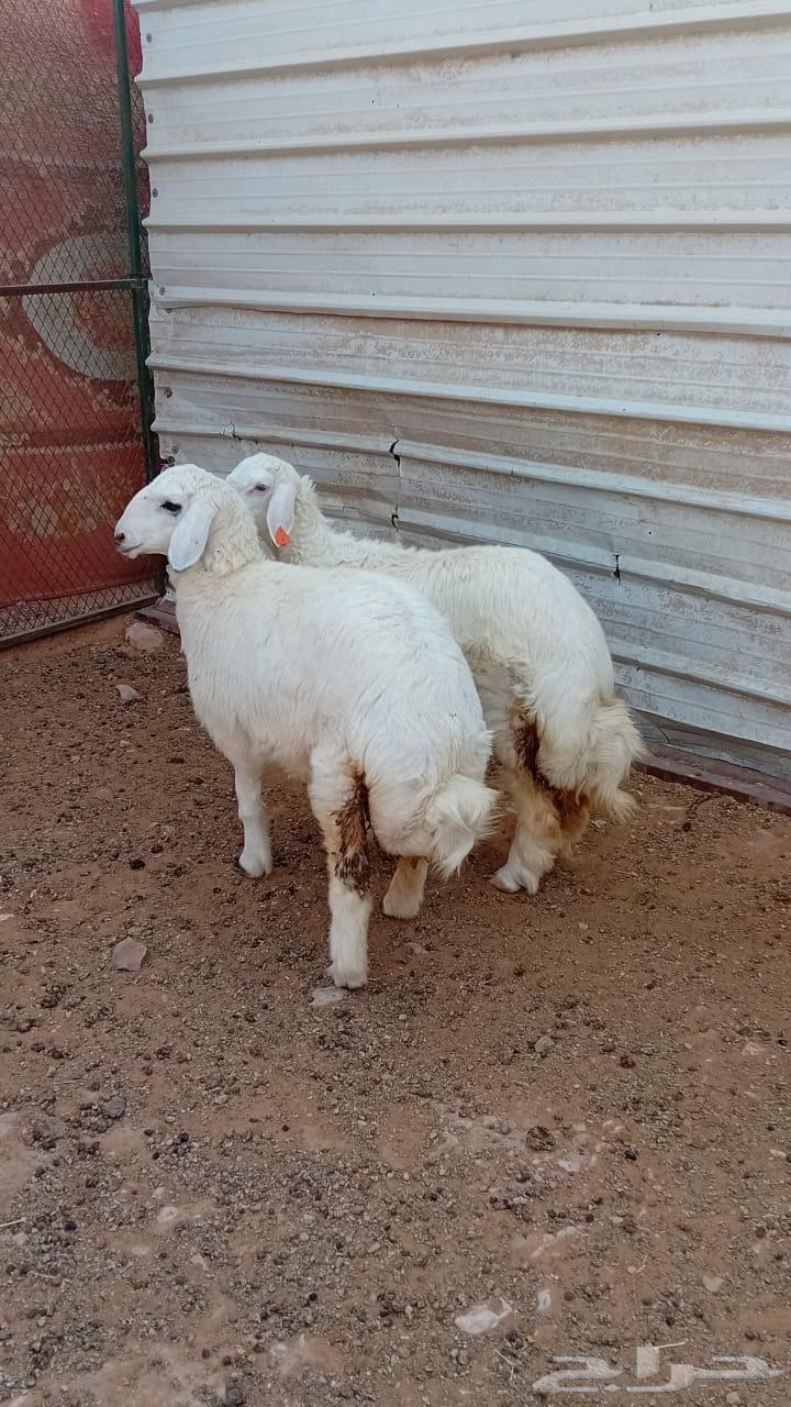 للبيع رخال حريات طرف وظهر64431740120065111