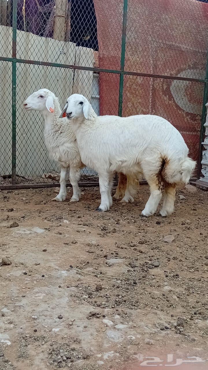 للبيع رخال حريات طرف وظهر64431740120065110