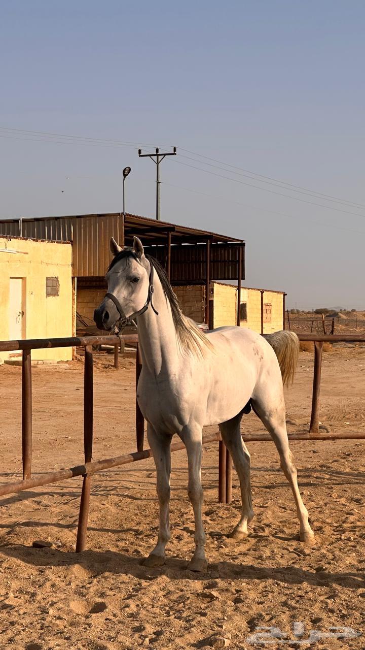 خيل واهو اوراق معسوف64432782168323110