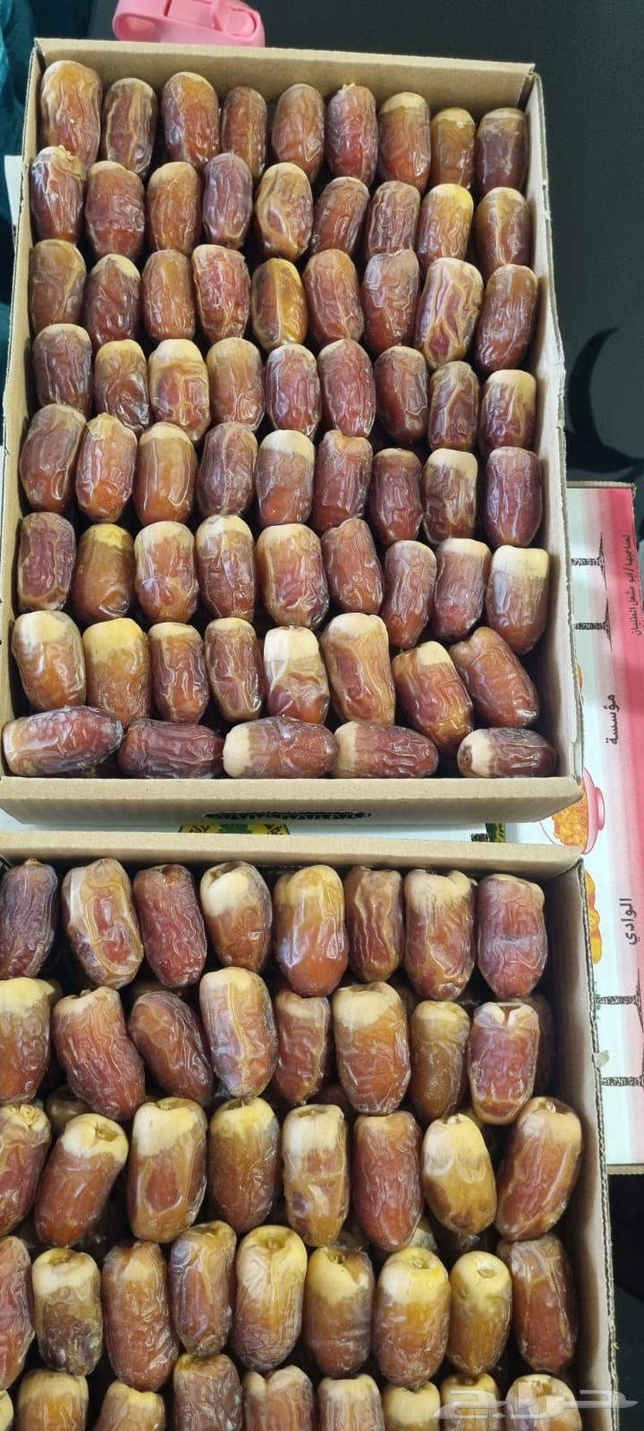 صقعي الخرج ملكي مطوق شمال الرياض64429103040771110