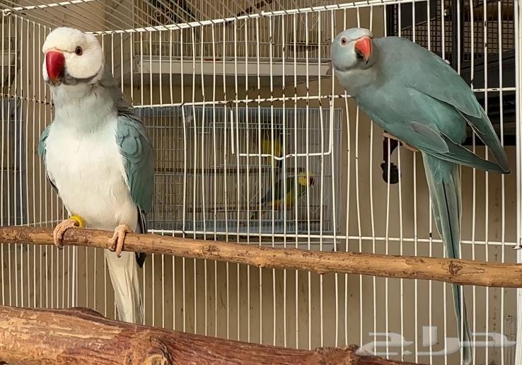 للبيع زوج دره بلو كلير تيل وايت هيد64431521408385114