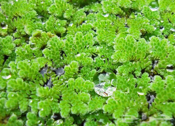 ازولا. حائل. حقروصين64429397713666114