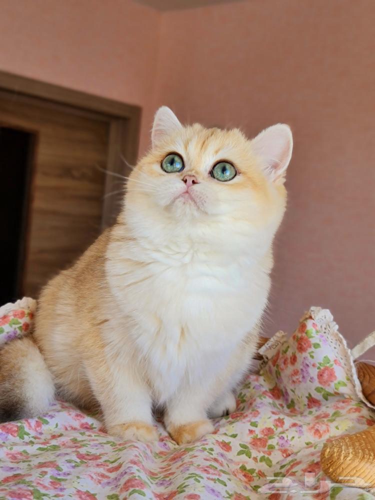 برتش للبيع مستوى عالي64405028438146113