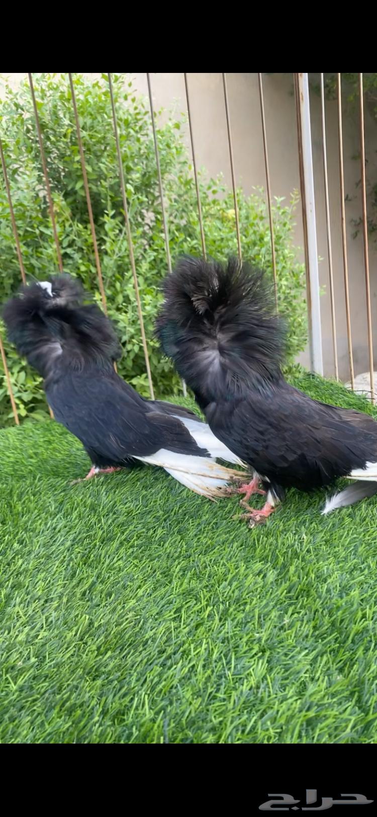 زوج جوكابين للبيع64426671794434110