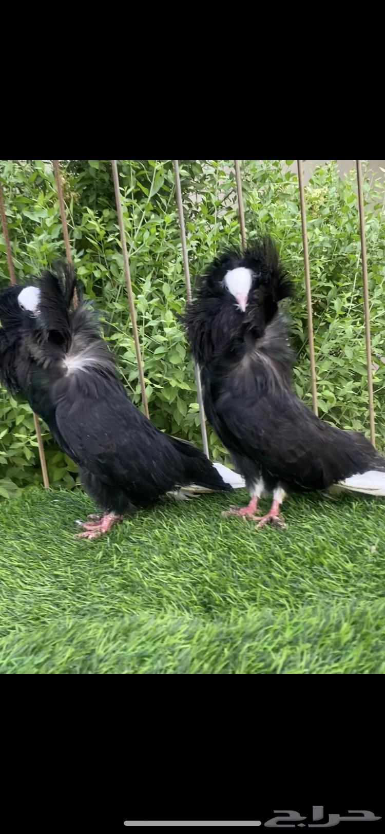 زوج جوكابين للبيع64426671794434111