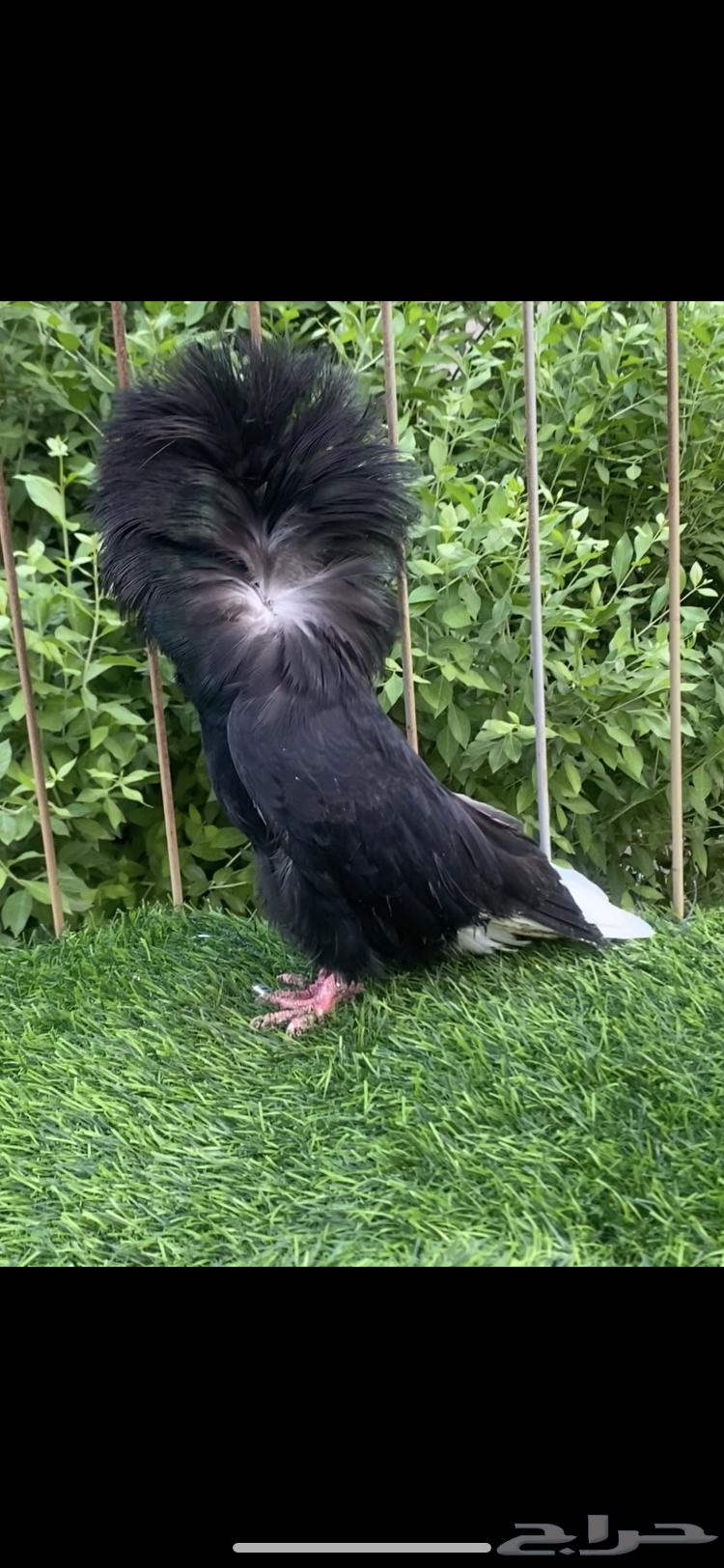 زوج جوكابين للبيع64426671794434112