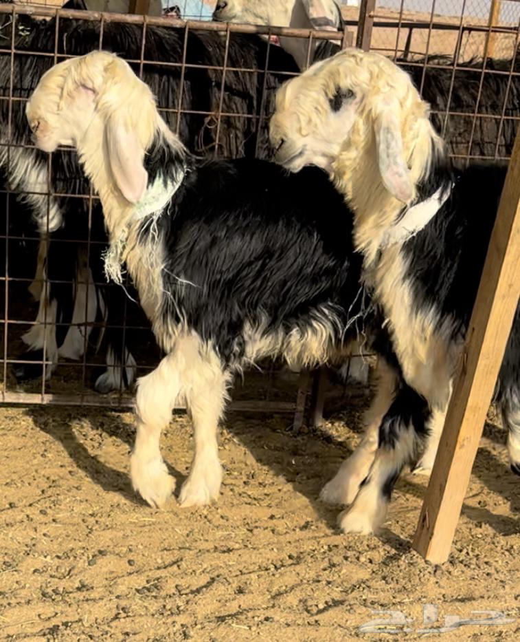 طليان نجد خصم فيها مشاريع او ربط64432523361538114