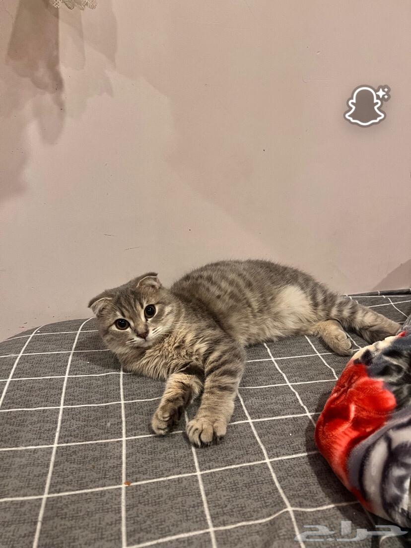 Pregnant Scottish Cat64432836071043111