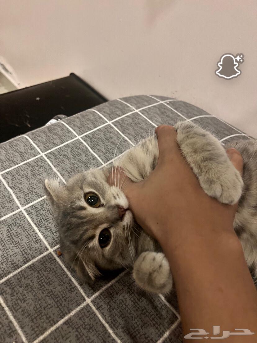 Pregnant Scottish Cat64432836071043110