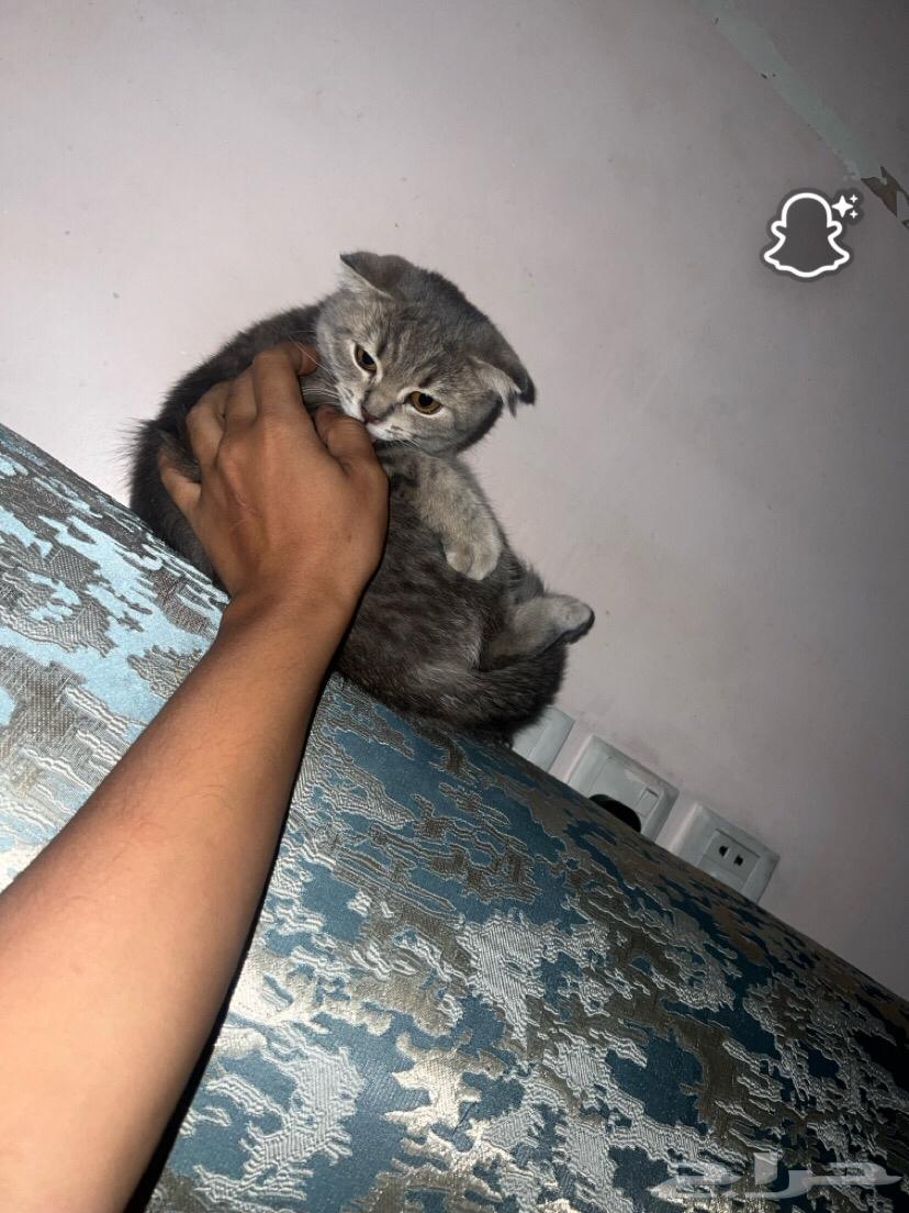 Pregnant Scottish Cat64432836071043112