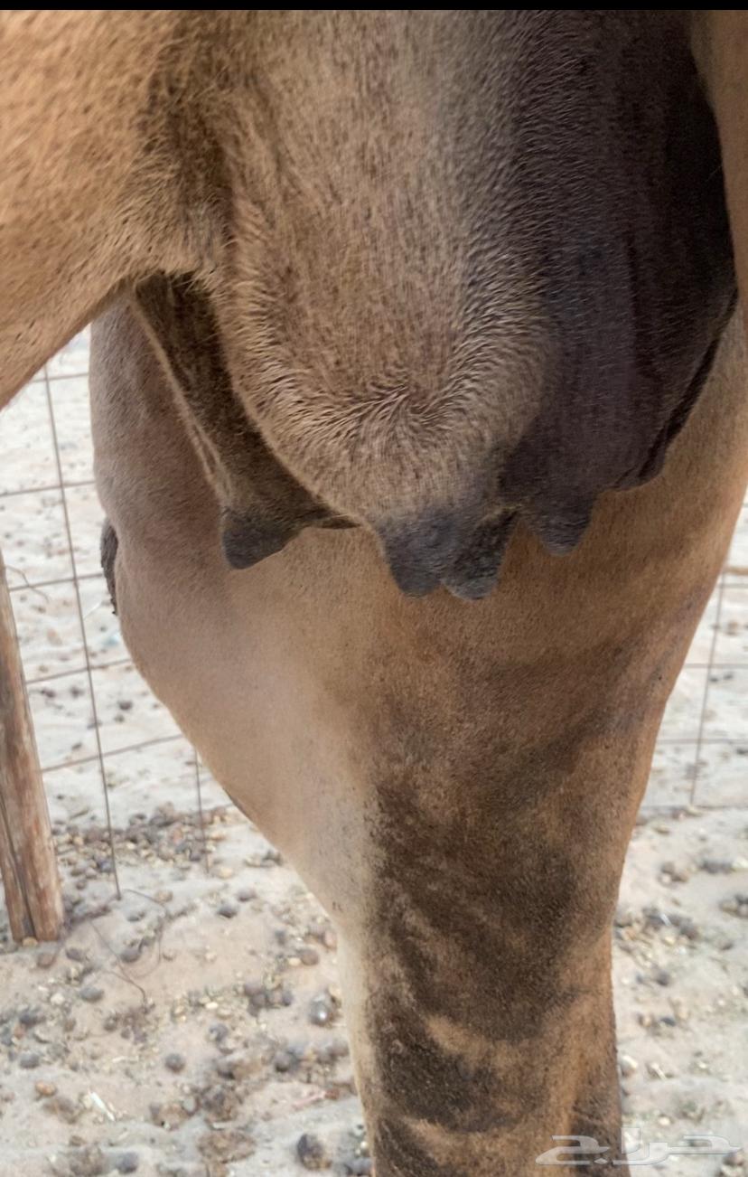 القحه شماليه. تم اللبيع64427008975362114