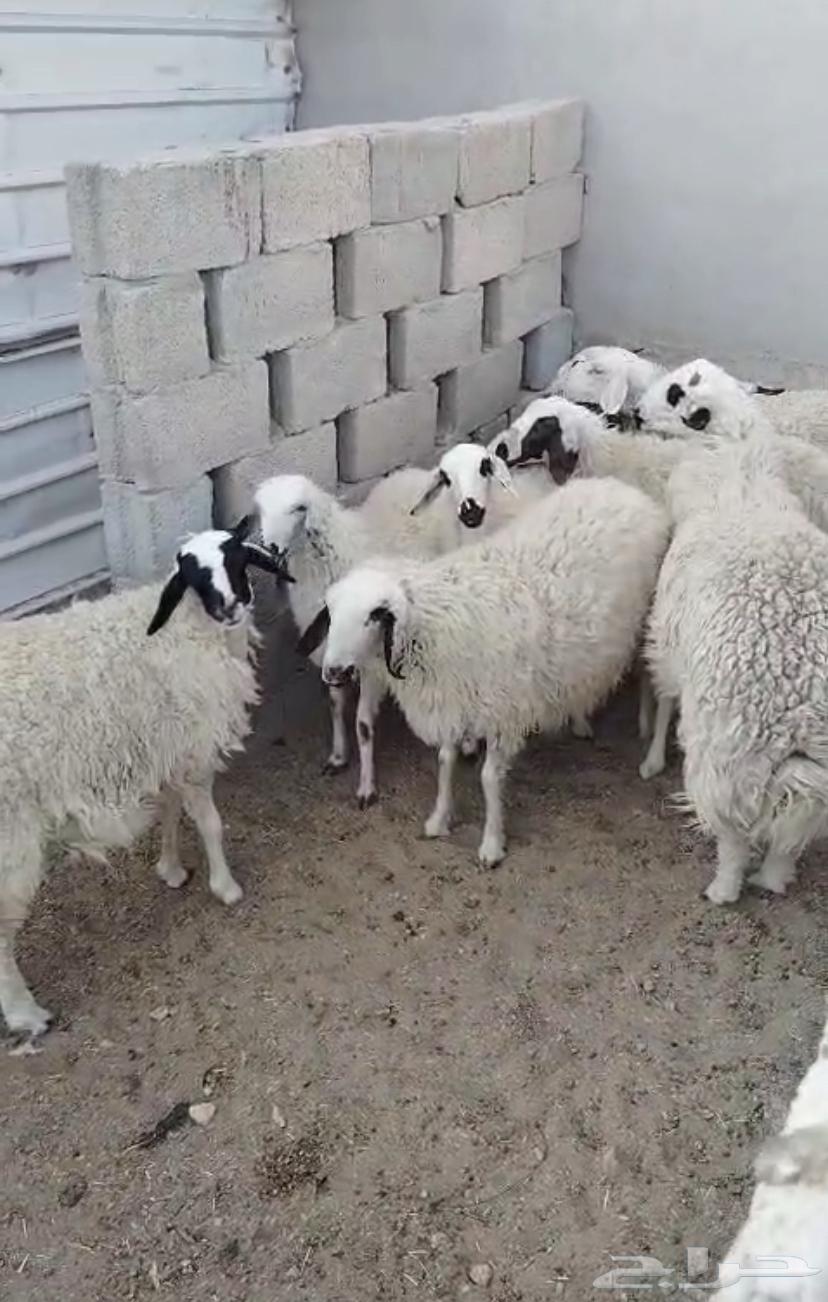 بهم للبيع64428928952706110