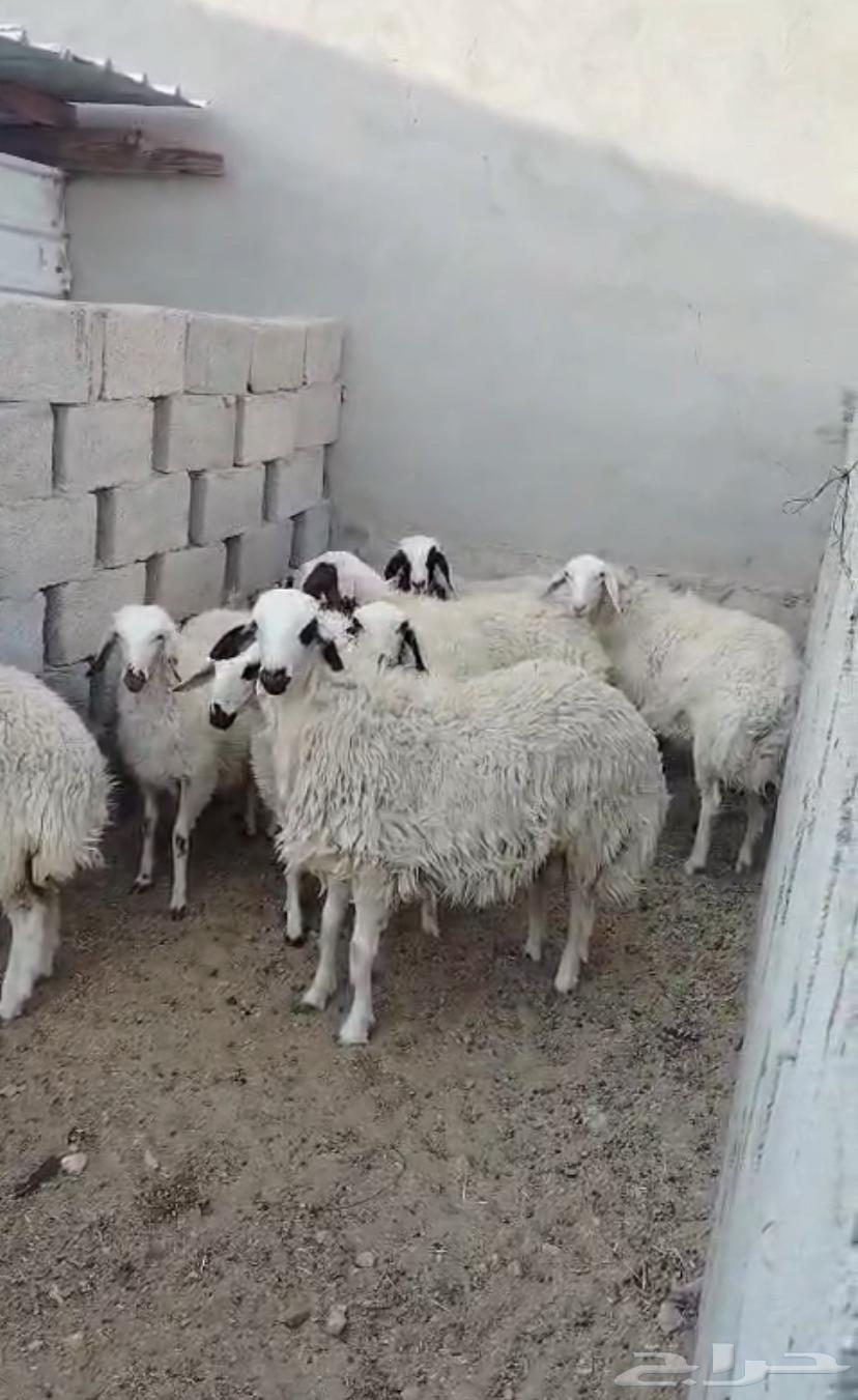 بهم للبيع64428928952706111