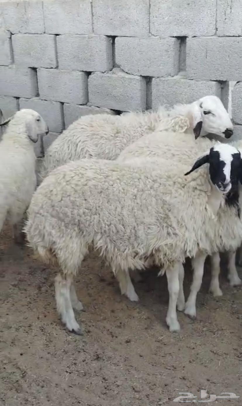 بهم للبيع64428928952706112