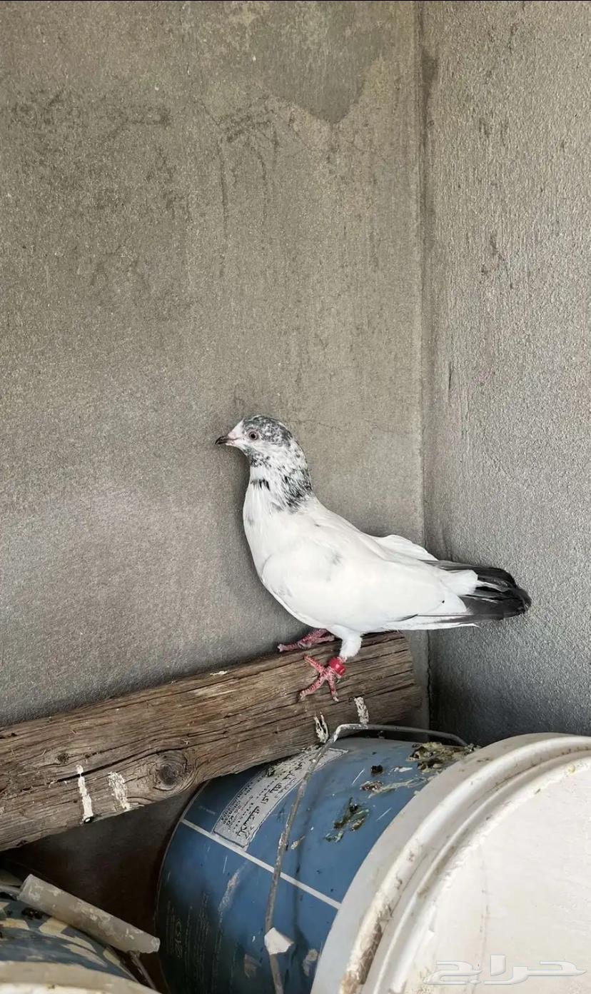 حمام باكستاني تم البيع64426806508035110