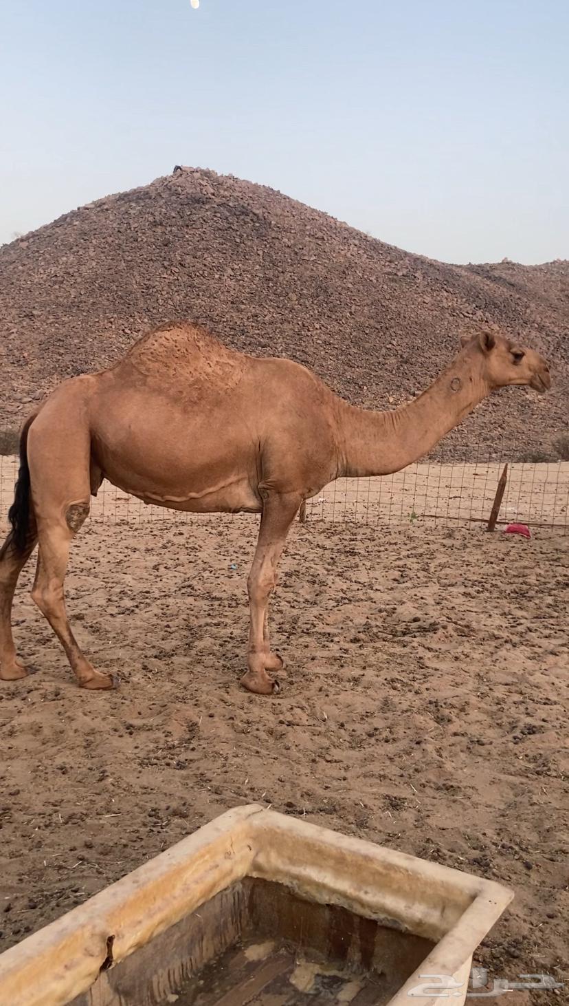 القحه شماليه. تم اللبيع64427008975362111