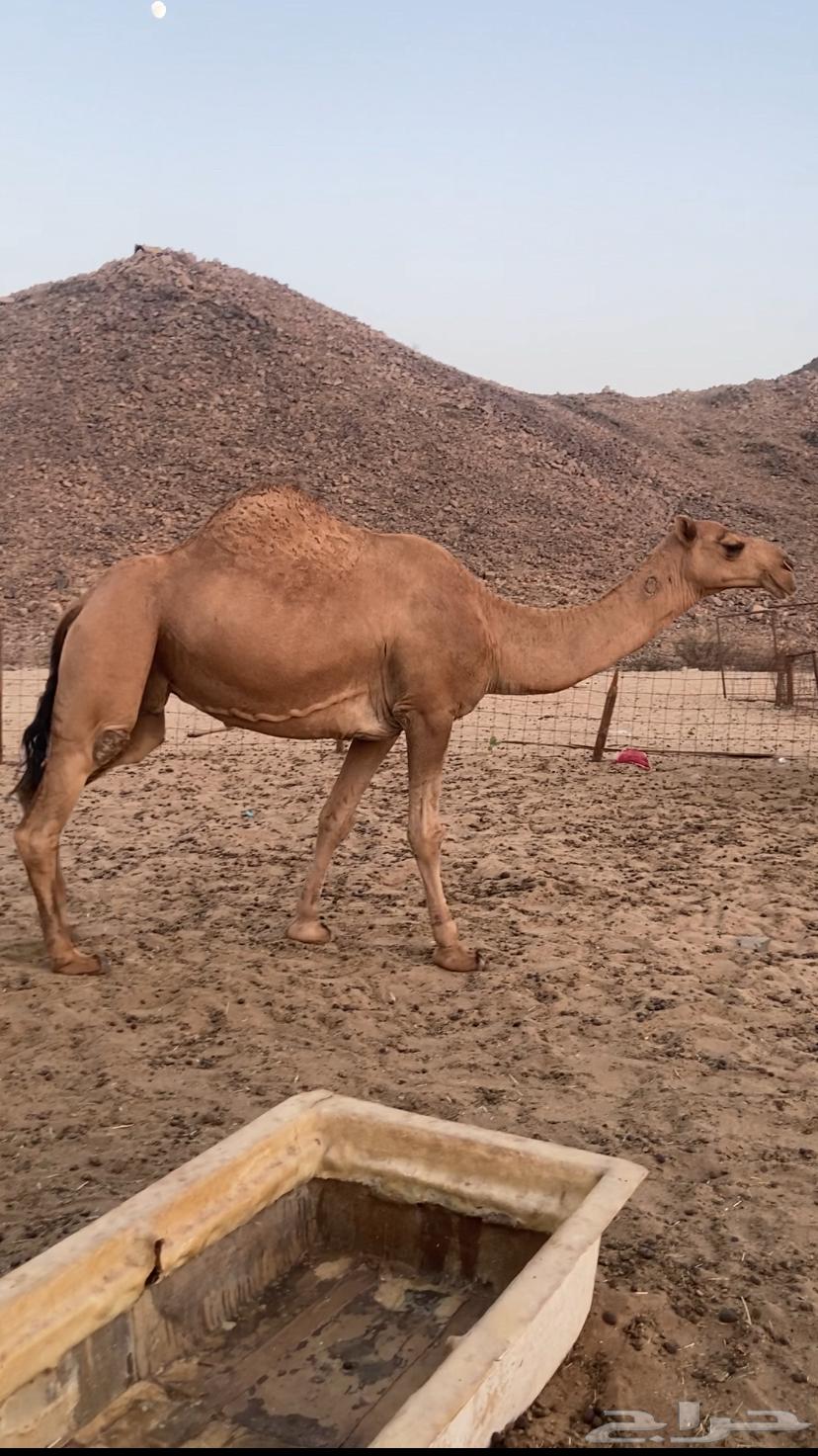 القحه شماليه. تم اللبيع64427008975362112