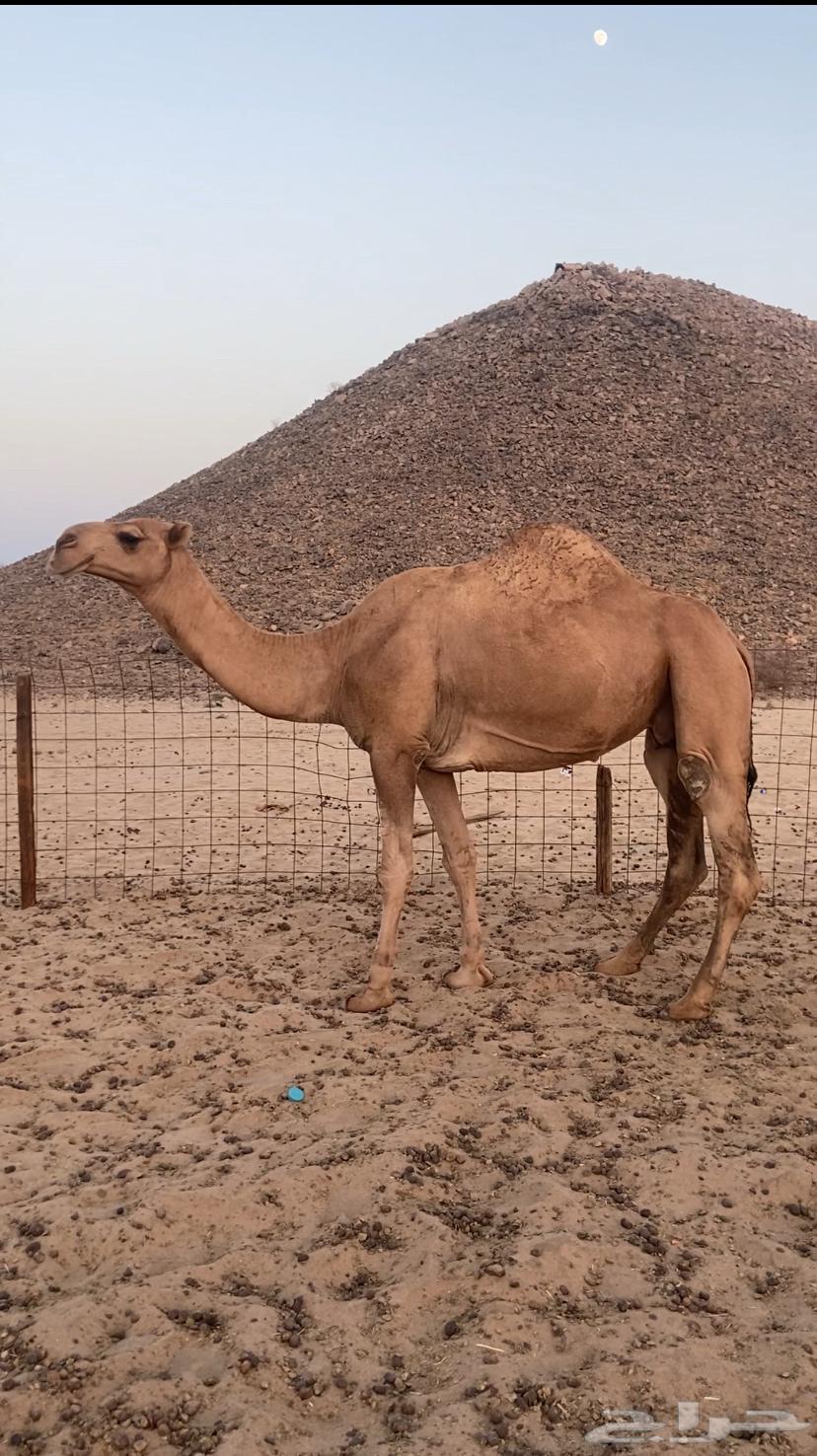 القحه شماليه. تم اللبيع64427008975362113