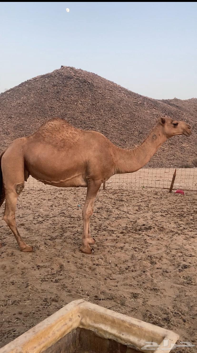 القحه شماليه. تم اللبيع64427008975362110