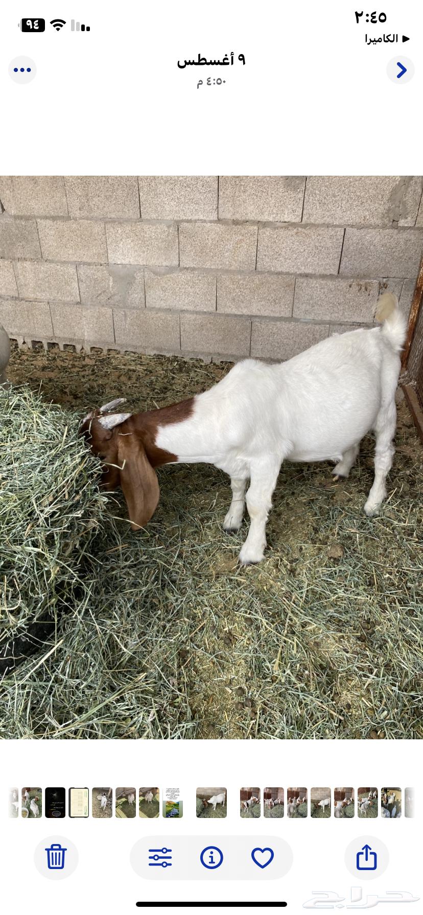 تيوس بورقيت64429357291395110