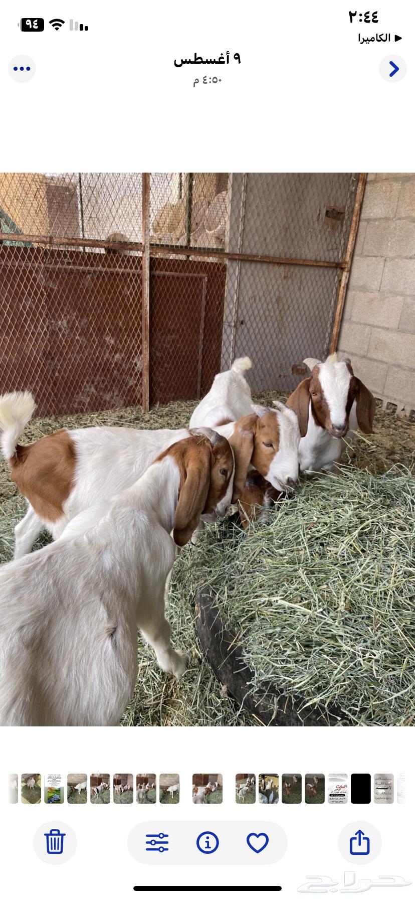 تيوس بورقيت64429357291395113