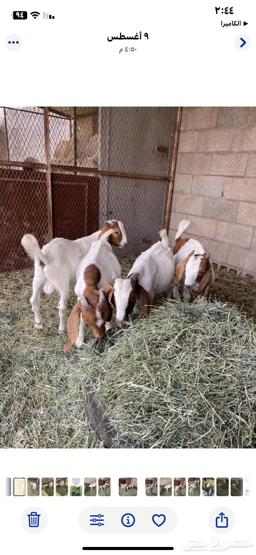 تيوس بورقيت64429357291395112