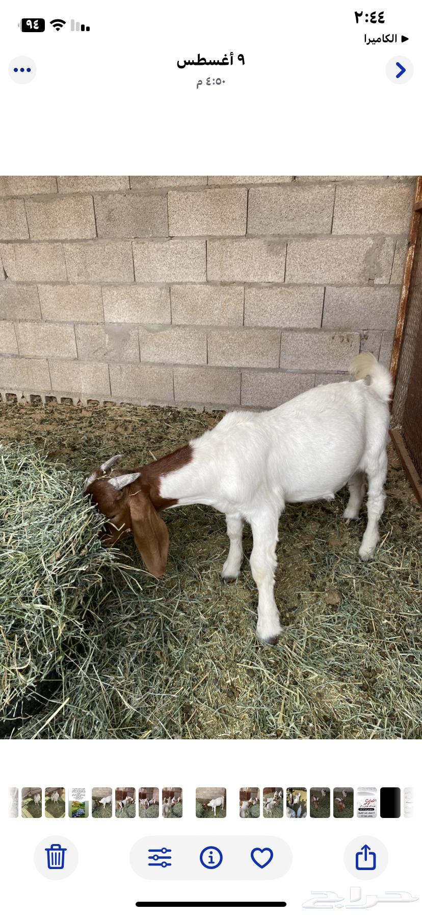 تيوس بورقيت64429357291395114