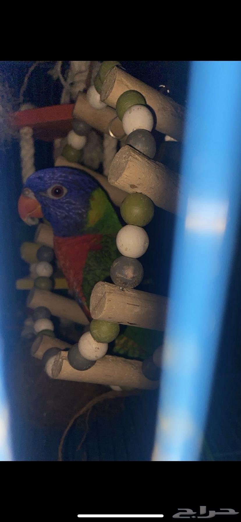 ببغاء لوري متكلم64431008131331112