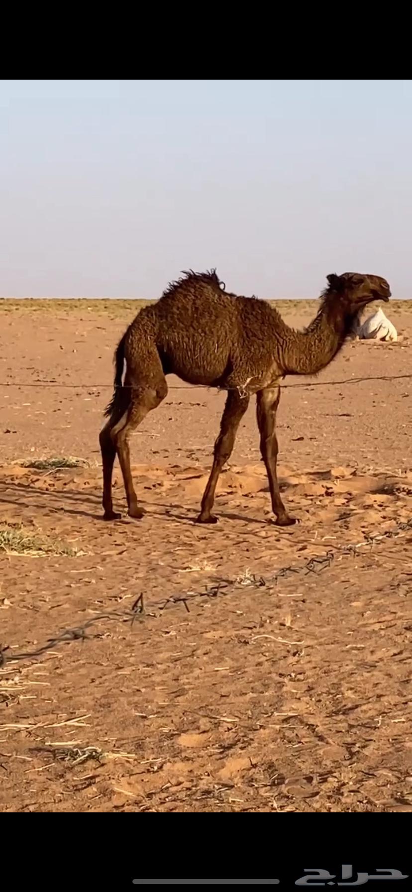 للبيع قعود اصفر كفو64428509968514111