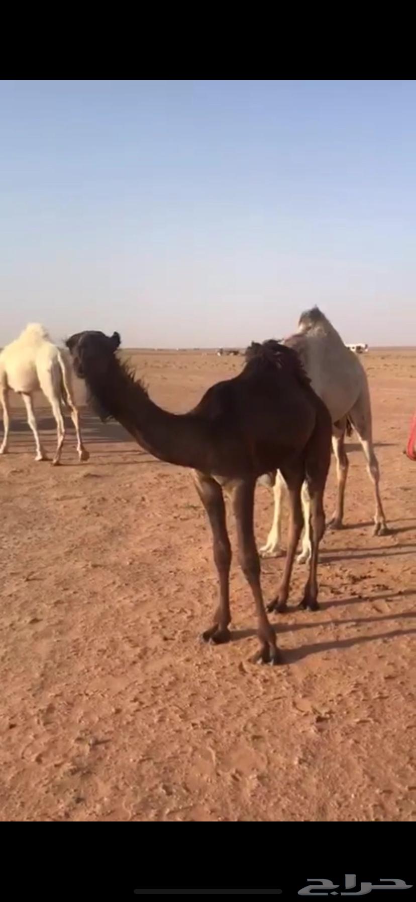 للبيع قعود اصفر كفو64428509968514110