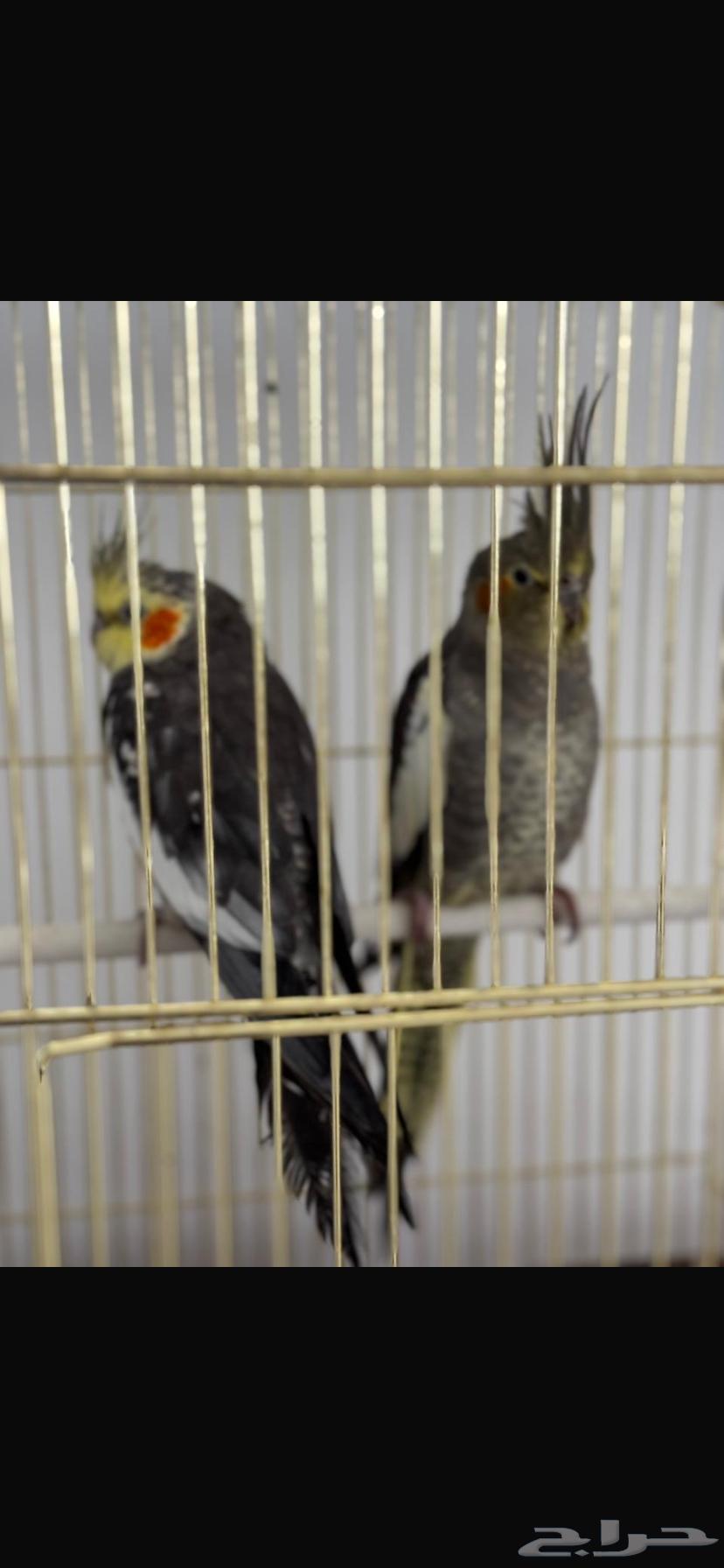 طيور كروان64430394631041111