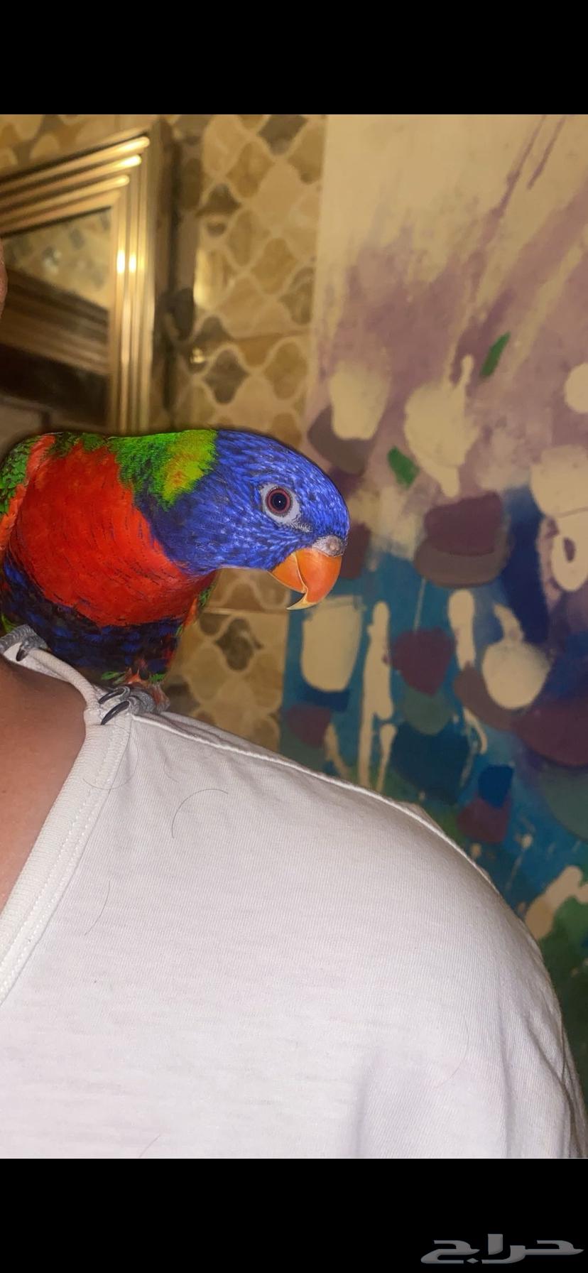 ببغاء لوري متكلم64431008131331110