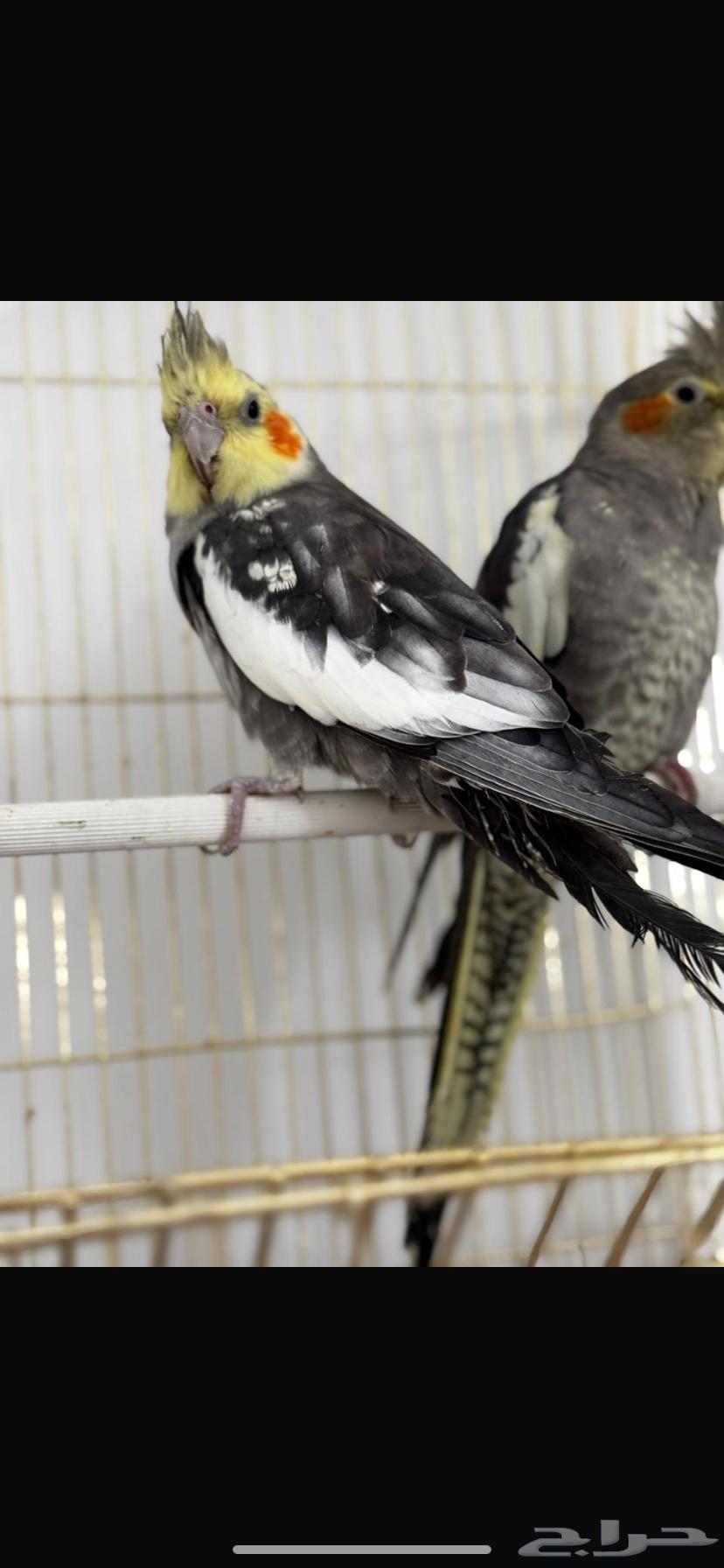 طيور كروان64430394631041112