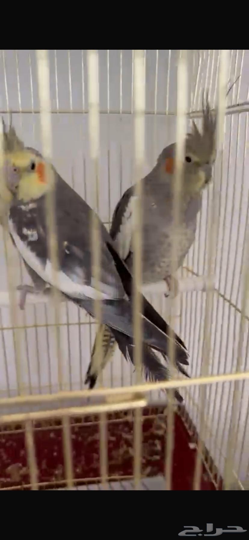 طيور كروان64430394631041110