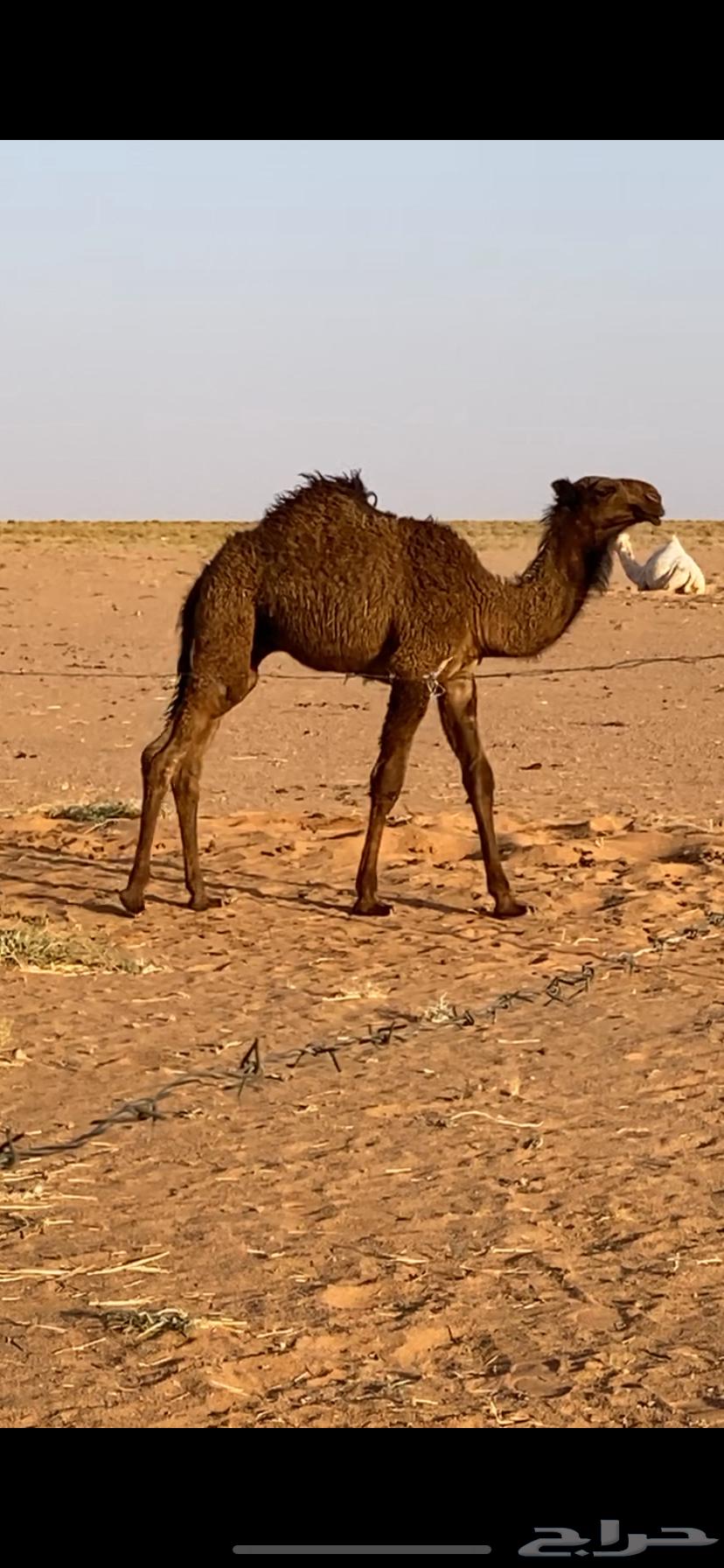 للبيع قعود اصفر كفو64428509968514112