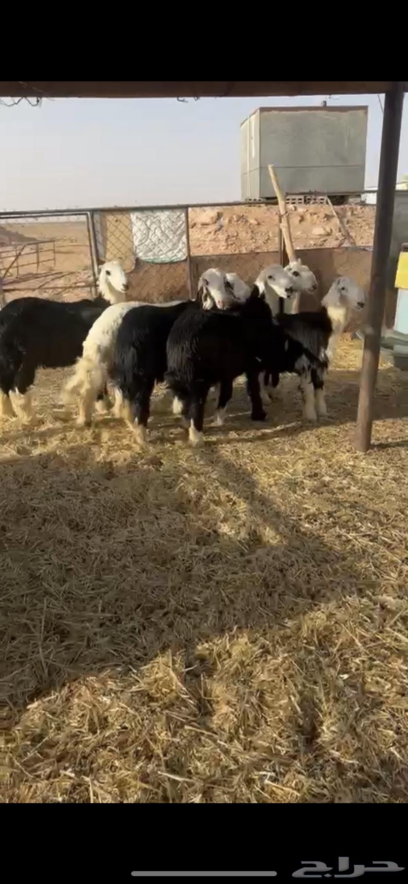 طليان نجد طيبه   تم البيع64431842153603110