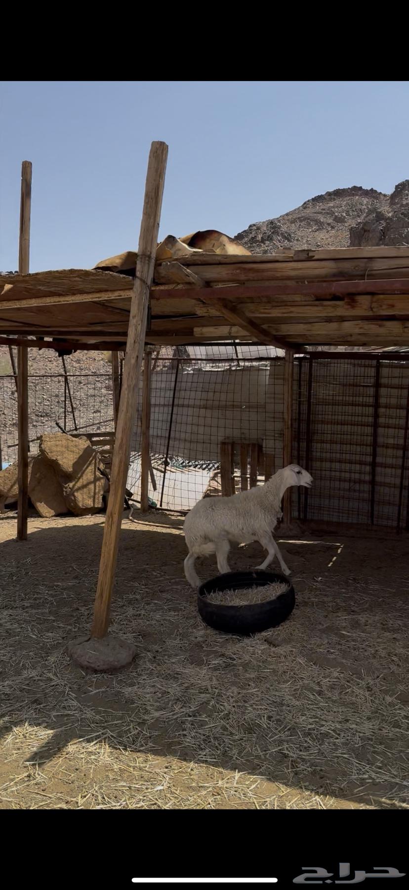 رخل حريه ذبيحه64427797868673110