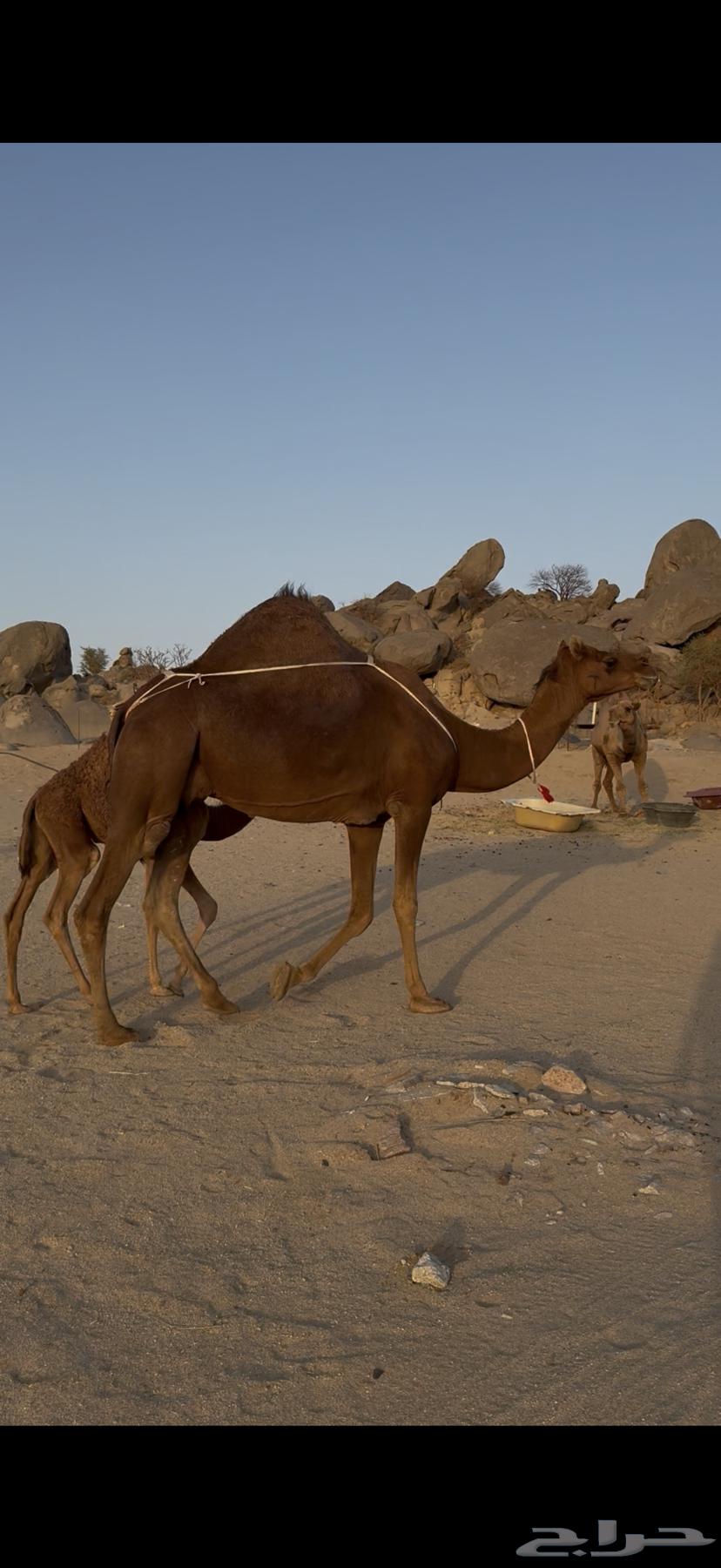 خلفة ساحلية مصغر حمراء دم64433444905987112