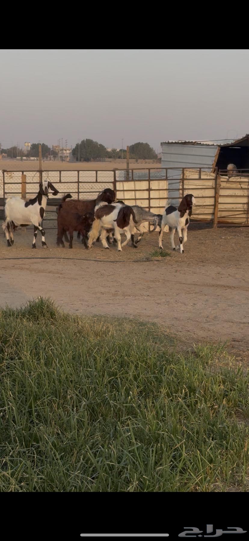 للبيع جفرات فاخره مصريات خصم64427410039298113