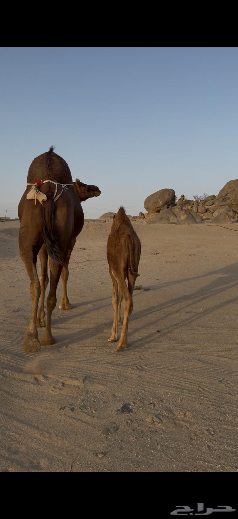 خلفة ساحلية مصغر حمراء دم64433444905987111