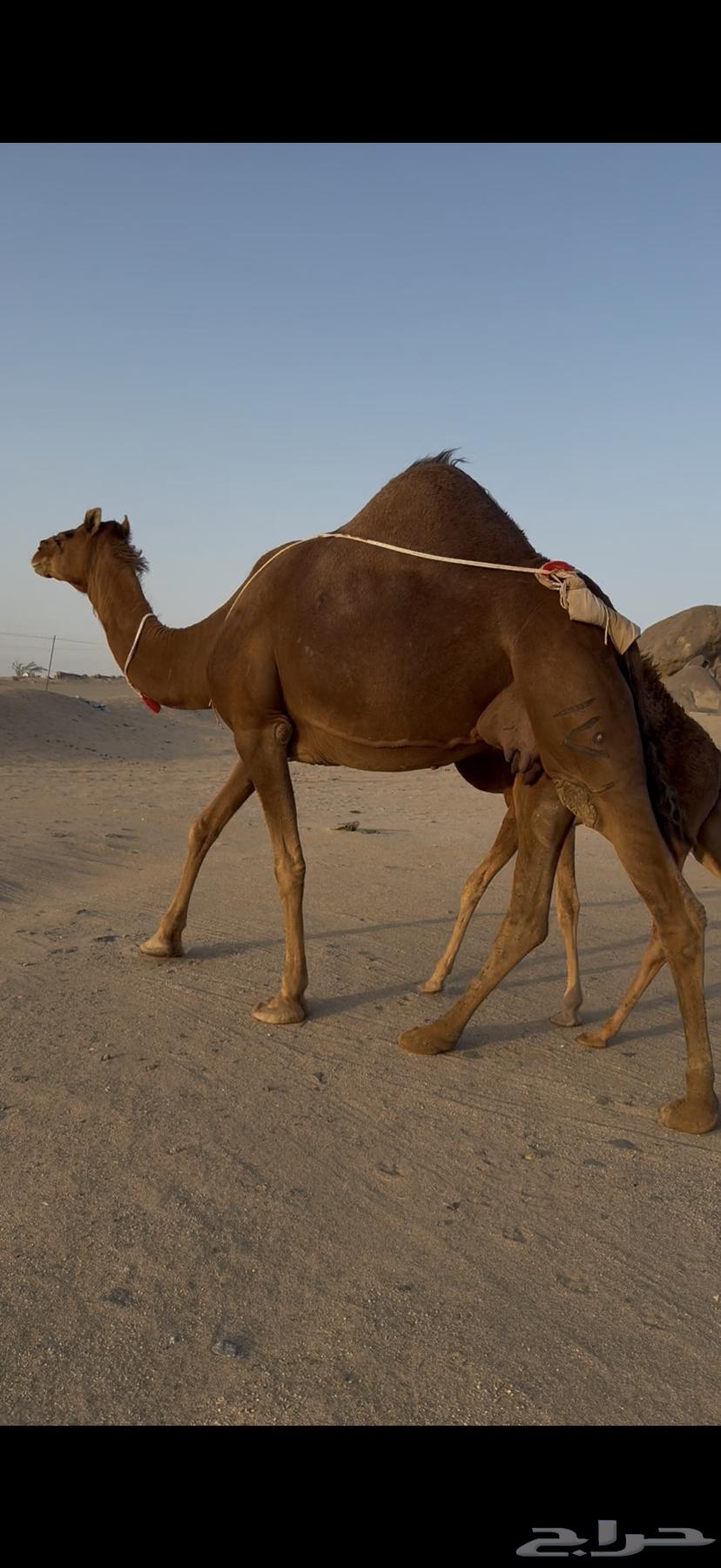خلفة ساحلية مصغر حمراء دم64433444905987114